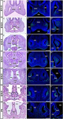 Role of LGR5-positive mesenchymal cells in craniofacial development